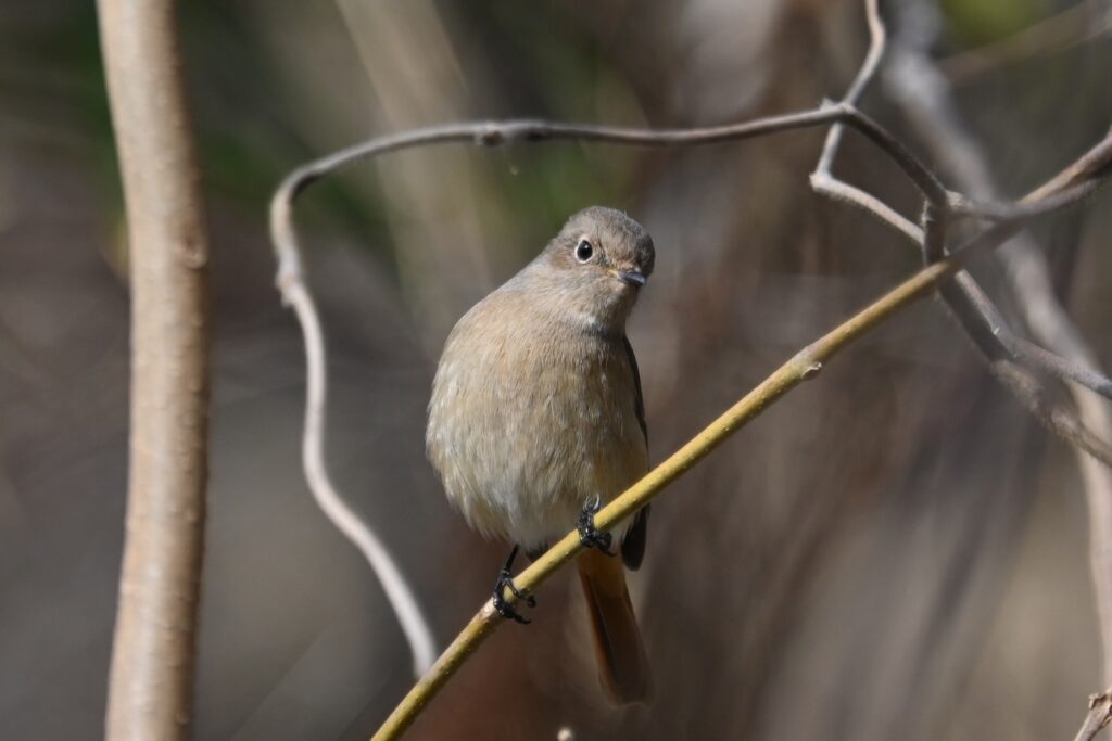 ジョウビタキ10