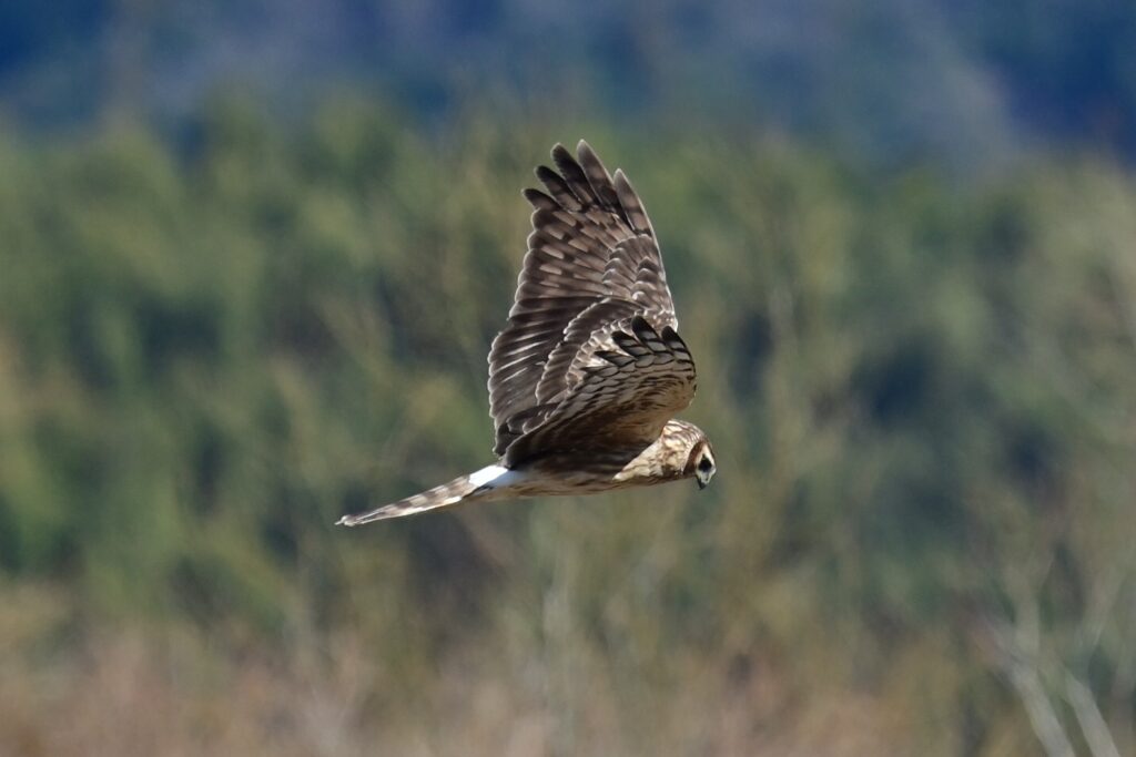 ハイイロチュウヒ2