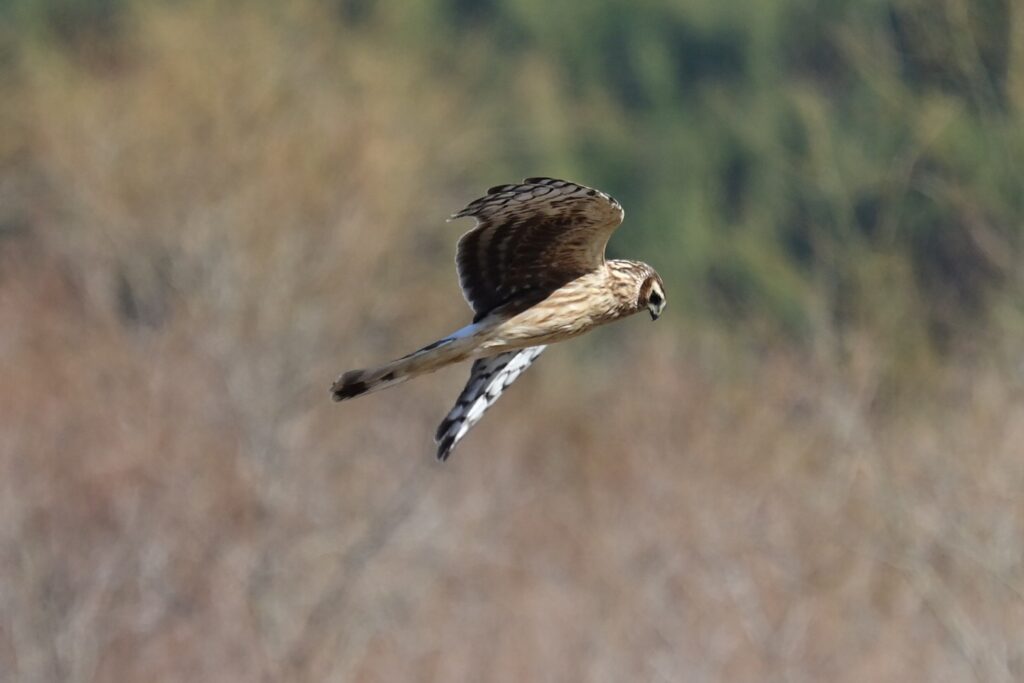 ハイイロチュウヒ3