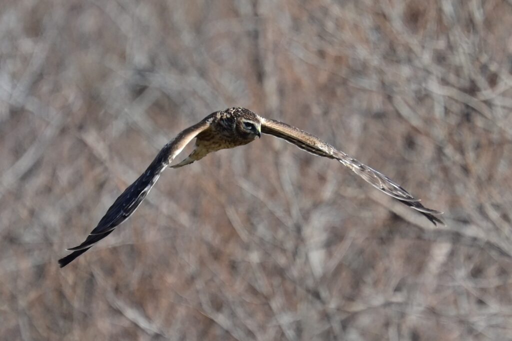 ハイイロチュウヒ4