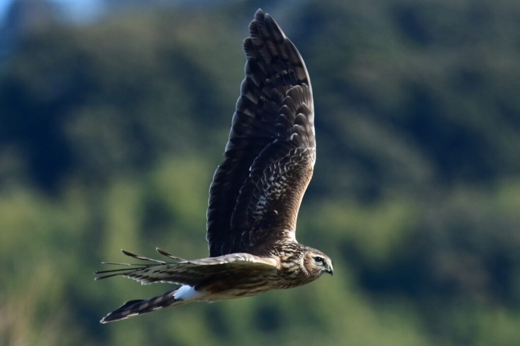 ハイイロチュウヒ6