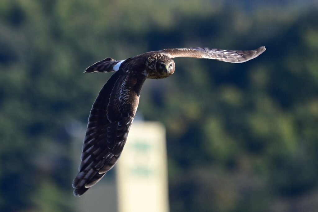 ハイイロチュウヒ7